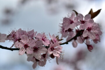 Zweig mit rosa Zierkirschblüten im Frühling