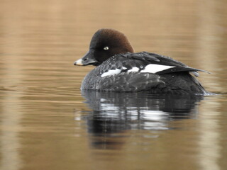 common goldeneye female