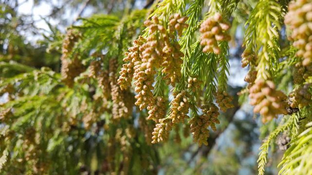 Green branches of Cryptomeria japonica covered with pollen cones, swaying in the breeze.