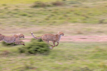 Friendly Game of Tag Between Cheetah Siblings