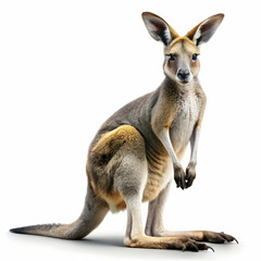 kangaroo isolated on white background