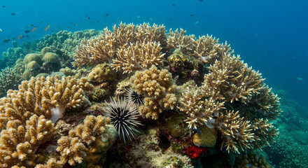 A vibrant coral reef ecosystem featuring diverse corals and sea urchins thriving