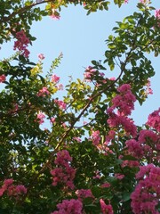 Obraz premium Lilac blossom in summer