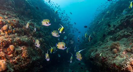 Fototapeta premium Underwater spectacle: School of Moorish idols gracefully navigating coral reef pass