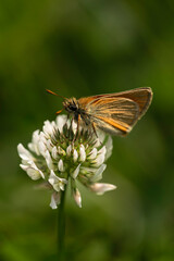 Karłątek leśny (Thymelicus sylvestris)