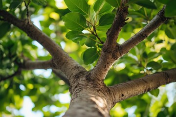Fototapeta premium Freshly pruned tree with neatly cut branches revealing vibrant foliage Generative AI
