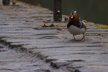 Aufnahme einer Mandarinente bei der Futtersuche.