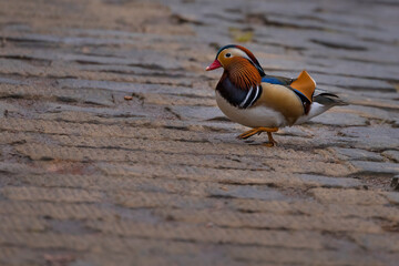 Aufnahme einer Mandarinente bei der Futtersuche.
