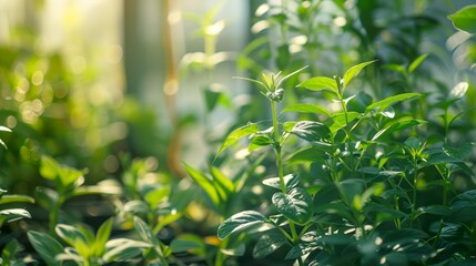 A photo of greenhouse plants