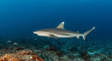 Obraz premium Elegant reef shark gracefully navigating the depths near a vibrant coral reef
