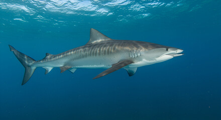 Fototapeta premium Graceful tiger shark glides through ocean's deep blue waters with striped pattern