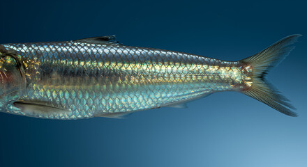 Iridescent scales of a sardine reflect captivating prismatic light rays