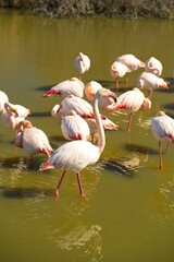 greater flamingos in south france