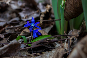 Snowdrops fallen, Siberian, blue delicate flowers, yellow middle, blue stamens, bright, green leaves, grass, weeds, fallen leaves, macro, close-up, blurred background, early spring, park, nature
