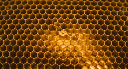 Golden Honeycomb Structure Reveals Nature's Perfect Geometric Pattern