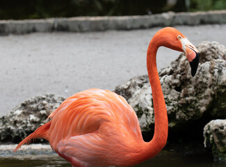close-up view of a Flamingo, Florida