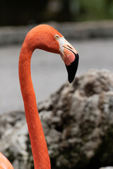 close-up view of a Flamingo, Florida