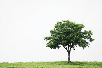 Obraz premium Solitary Tree Standing Tall in a Green Field Under a Cloudy Sky