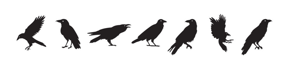 Fototapeta premium Crow isolated black silhouette set. Crows, raven halloween Dark birds icon clipart