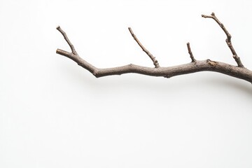 Isolated Branch on White Background Minimalist Nature Still Life Decor Element