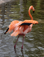 close-up view of a Flamingo, Florida