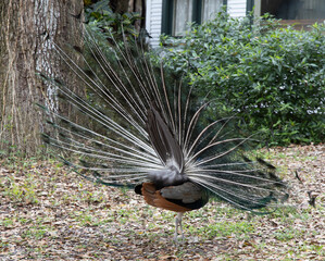 Male peacock with standard plumage on display