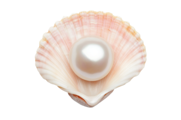 Close-up of lustrous pearl in open pink seashell on black background, cut out