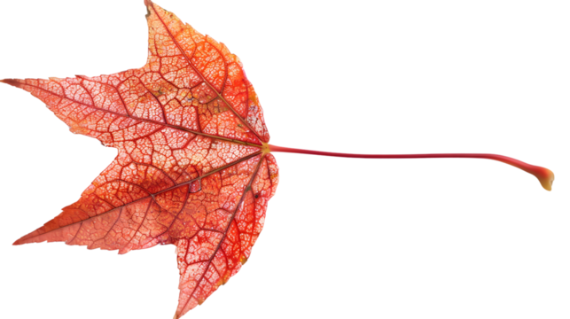 Vibrant Autumn Leaf with Intricate Veins and Warm Colors Ideal for Seasonal Designs and Nature