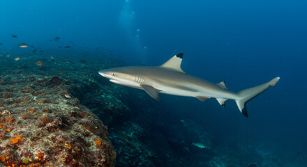 Fototapeta premium Reef Shark cruises the Edge of a Tropical Coral Drop-off in Turquoise Waters