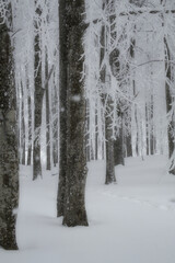 In winter, the trees in the mountains are covered with snow.