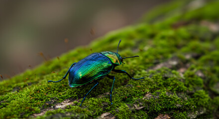 Iridescent beetle resting on verdant moss-covered bark in a natural environment