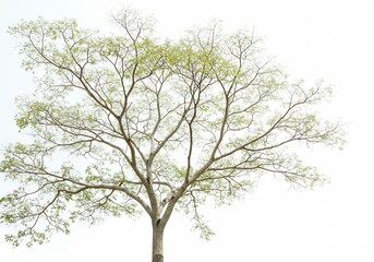 Obraz premium Soft light illuminates delicate tree branches against a bright sky. AI Generated
