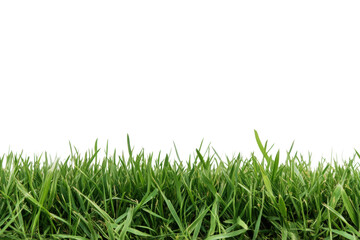Fototapeta premium Lush green grass against black background, cut out