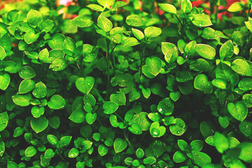 green leaves background, leaf, nature, green leaf, spring season, plants grow 