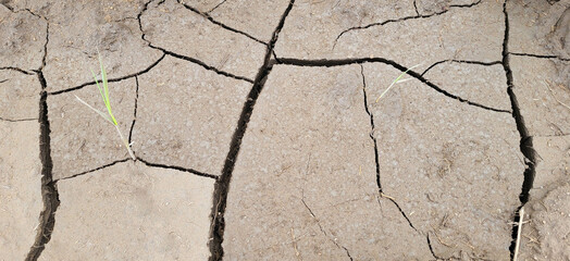 Gray cracked soil on a bright sunny day with sprouting grass