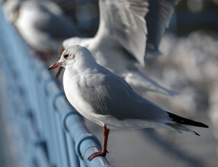 A seagull waits at the blue railings. Black-headed gull 