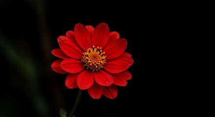 深紅の花びら 闇に浮かぶ 鮮やかな赤