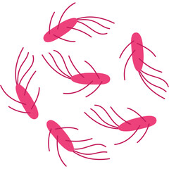 Salmonella icon
