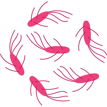 Salmonella icon