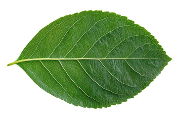 Obraz premium Close-up of green leaf with detailed veins on black background, cut out