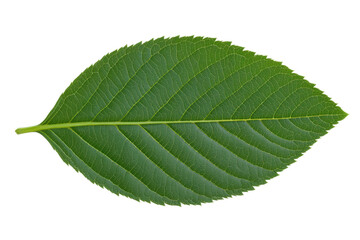 Obraz premium Macro view of a vibrant green leaf with detailed veins on black background, cut out