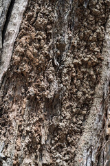 Rough, textured tree bark with intricate patterns and deep crevices, captured in natural daylight. The earthy tones highlight the organic details of the weathered surface.