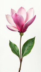 Single magnolia flower isolated on white background, bloom, flower, spring