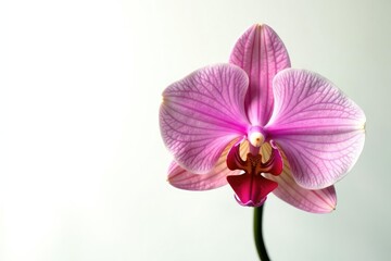 Single orchid bloom isolated on white background, plant life, nature, greenery