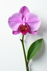 Obraz premium Single orchid flower on white background with texture, petals, elegant, exotic