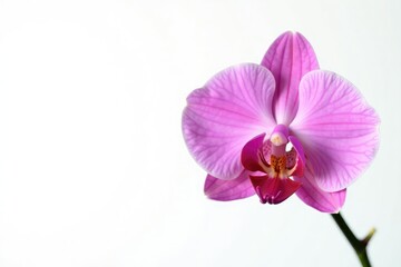 Naklejka premium Single orchid on white background with delicate petals, nature, detail