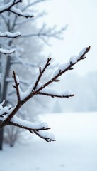Snowy branches with bare twigs isolated on white, twig, forest, frost
