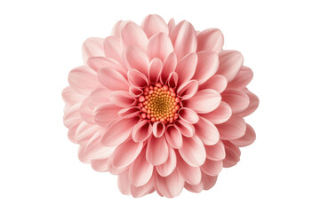 Fototapeta premium Close-up of a pink dahlia flower with delicate petals, cut out