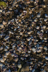 Shells of deceased bivalves. The coastline of the Black Sea is abundantly covered with shells.