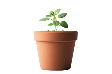 Obraz premium Small green plant in terracotta pot on white background, cut out